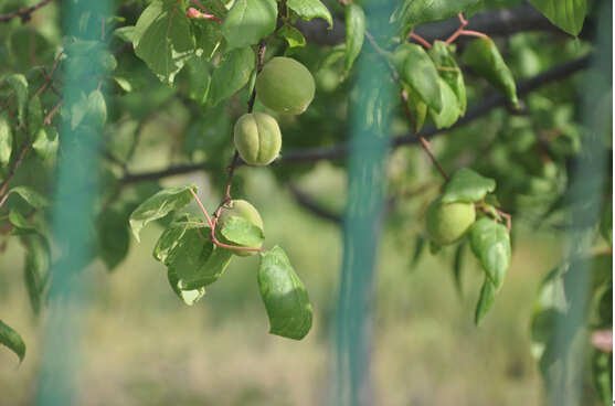 1494548241648118.jpg 1.jpg