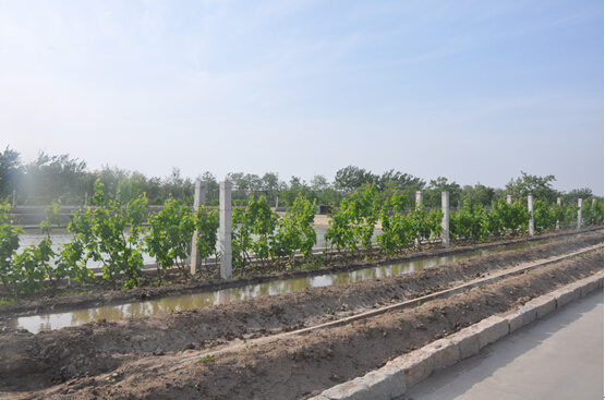 1494548280319756.jpg 2.jpg