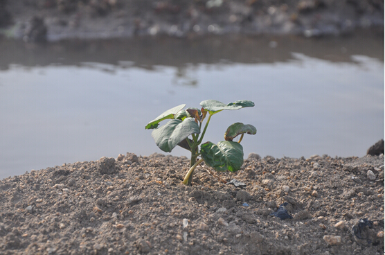 1494548290819508.jpg 3.jpg