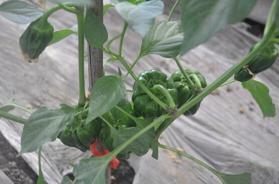 1494548331460216.jpg 6.jpg