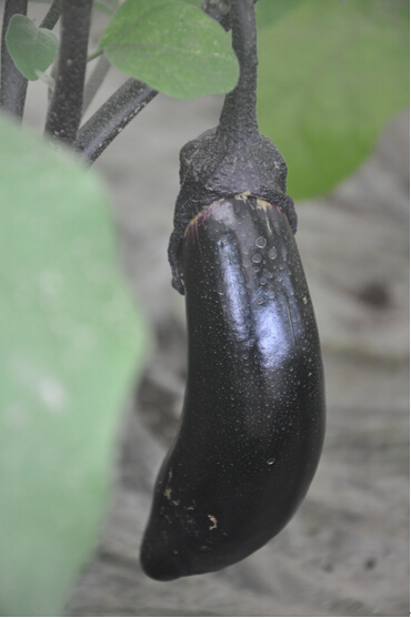 1494548335966112.jpg 7.jpg